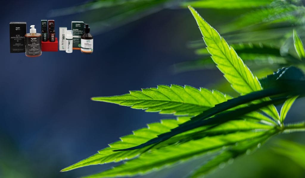 Beneficios y aplicaciones del cannabis medicinal